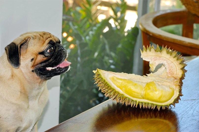 Can dogs eat durian? Pet Master Singapore
